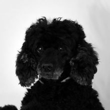 Mascha_BW_400x400